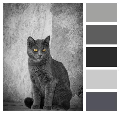 British Shorthair Animal Cat Image